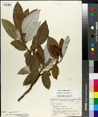 Magnolia virginiana image