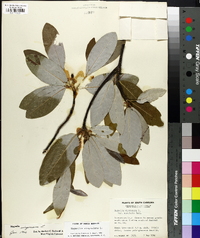 Magnolia virginiana image