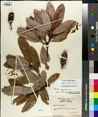 Magnolia virginiana image