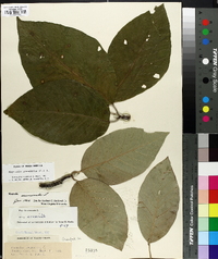 Magnolia acuminata image