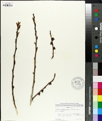 Asimina parviflora image