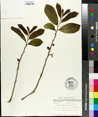 Asimina parviflora image