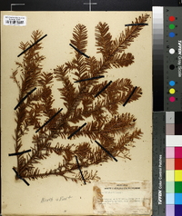 Taxus canadensis image