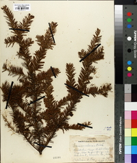 Taxus canadensis image