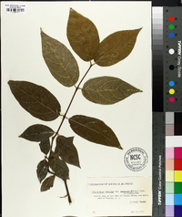 Calycanthus floridus var. laevigatus image