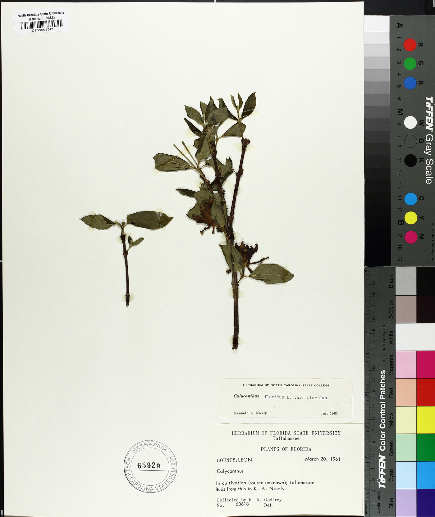 Calycanthus floridus var. floridus image