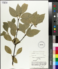 Calycanthus floridus var. floridus image