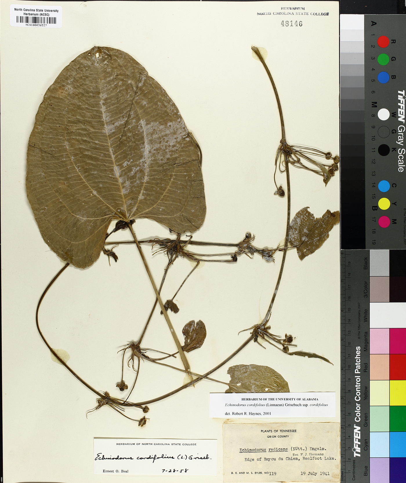 Echinodorus cordifolius subsp. cordifolius image
