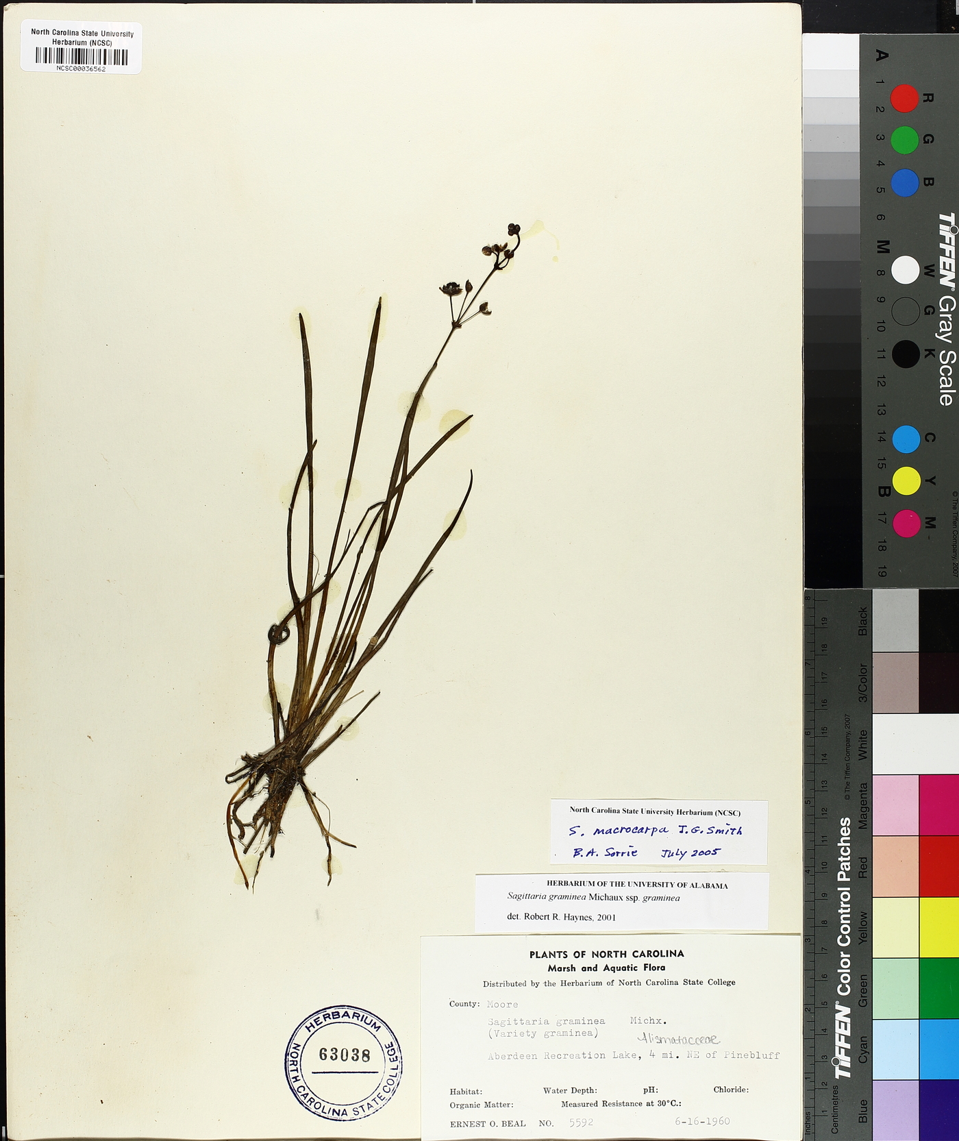 Sagittaria macrocarpa image