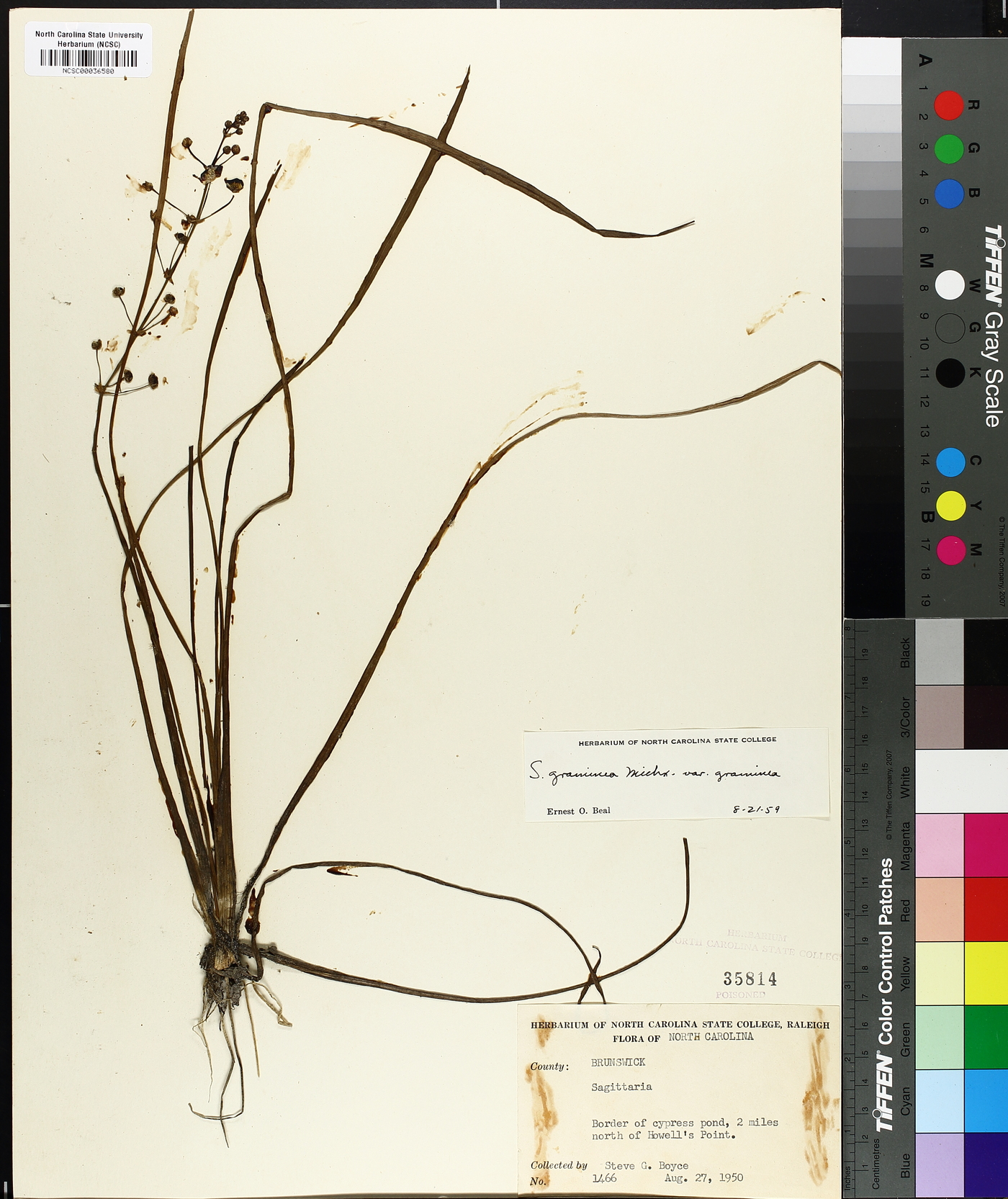 Sagittaria graminea var. graminea image