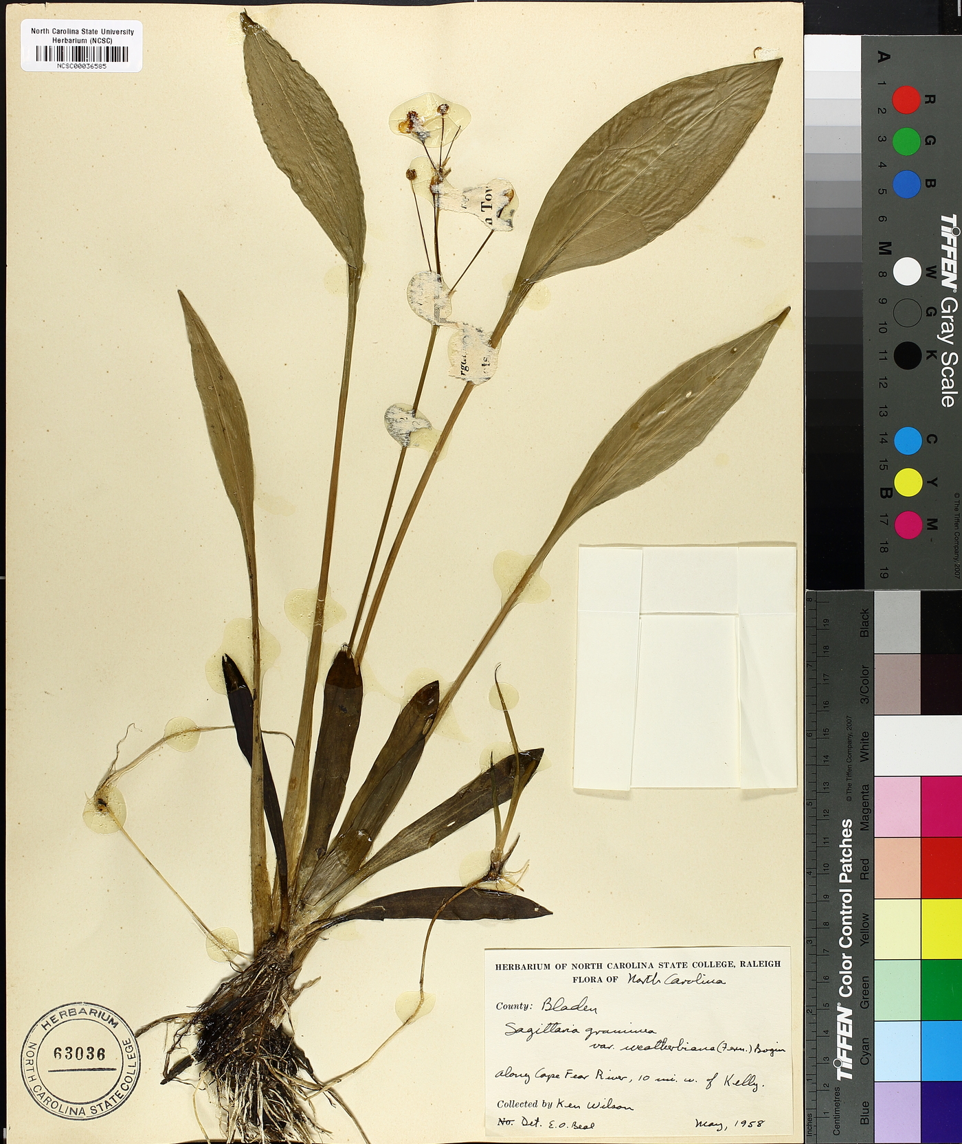 Sagittaria graminea subsp. weatherbiana image