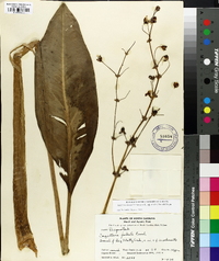 Sagittaria lancifolia subsp. media image