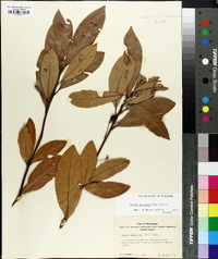 Persea palustris image