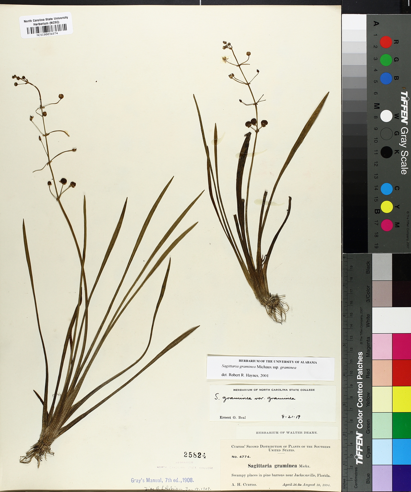 Sagittaria graminea subsp. graminea image