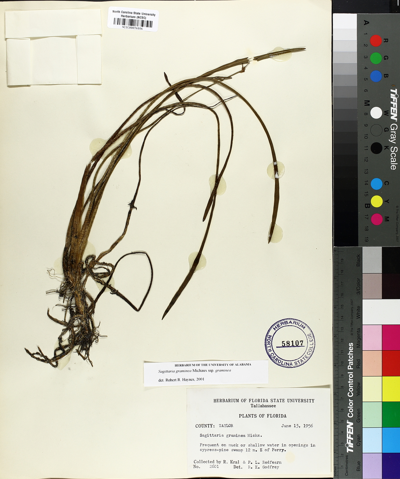 Sagittaria graminea subsp. graminea image