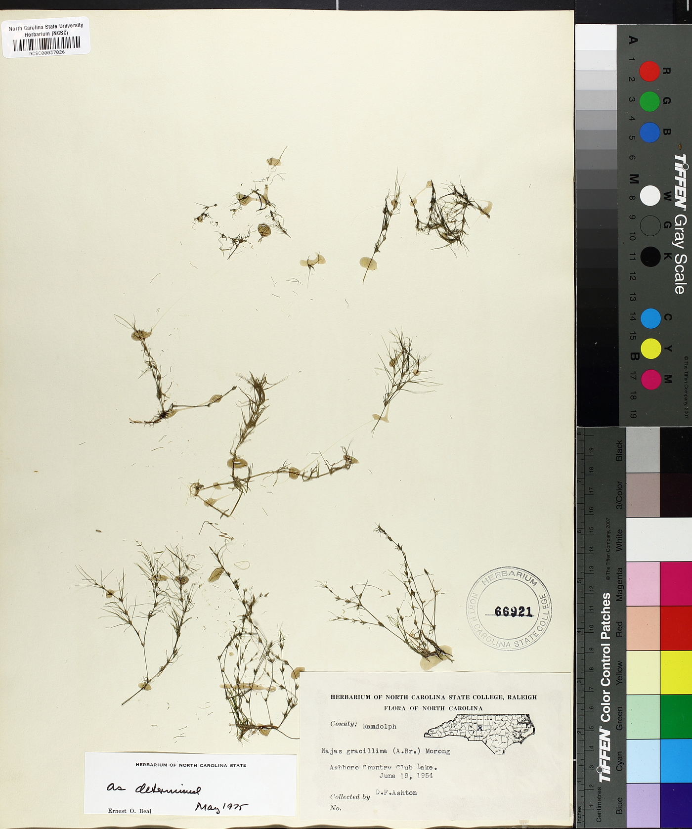 Najas gracillima image