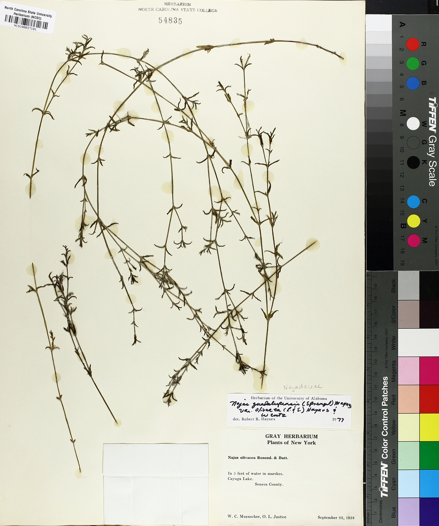 Najas guadalupensis var. olivacea image