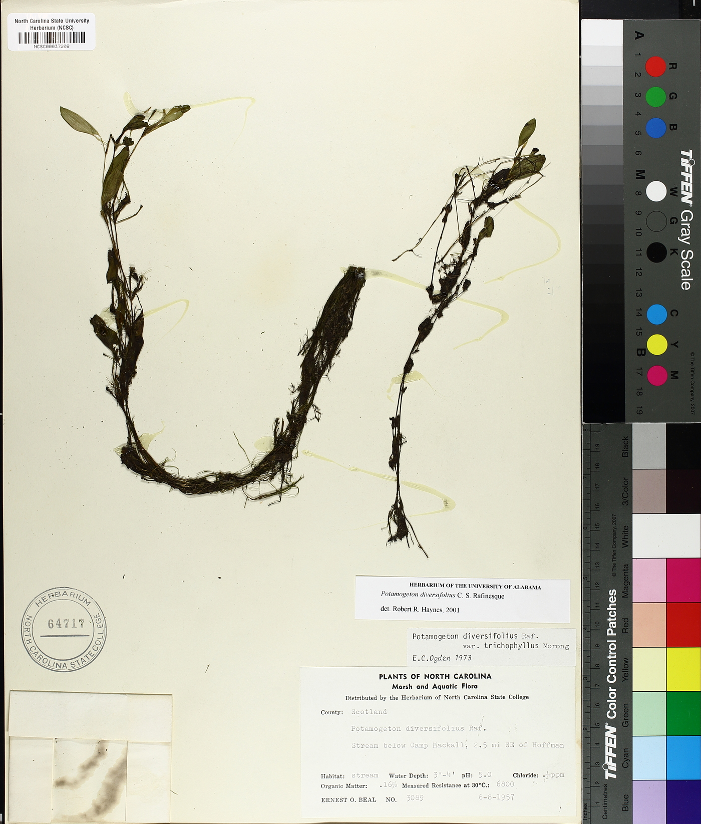 Potamogeton diversifolius var. trichophyllus image