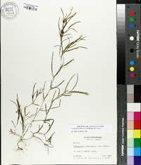 Potamogeton foliosus subsp. foliosus image