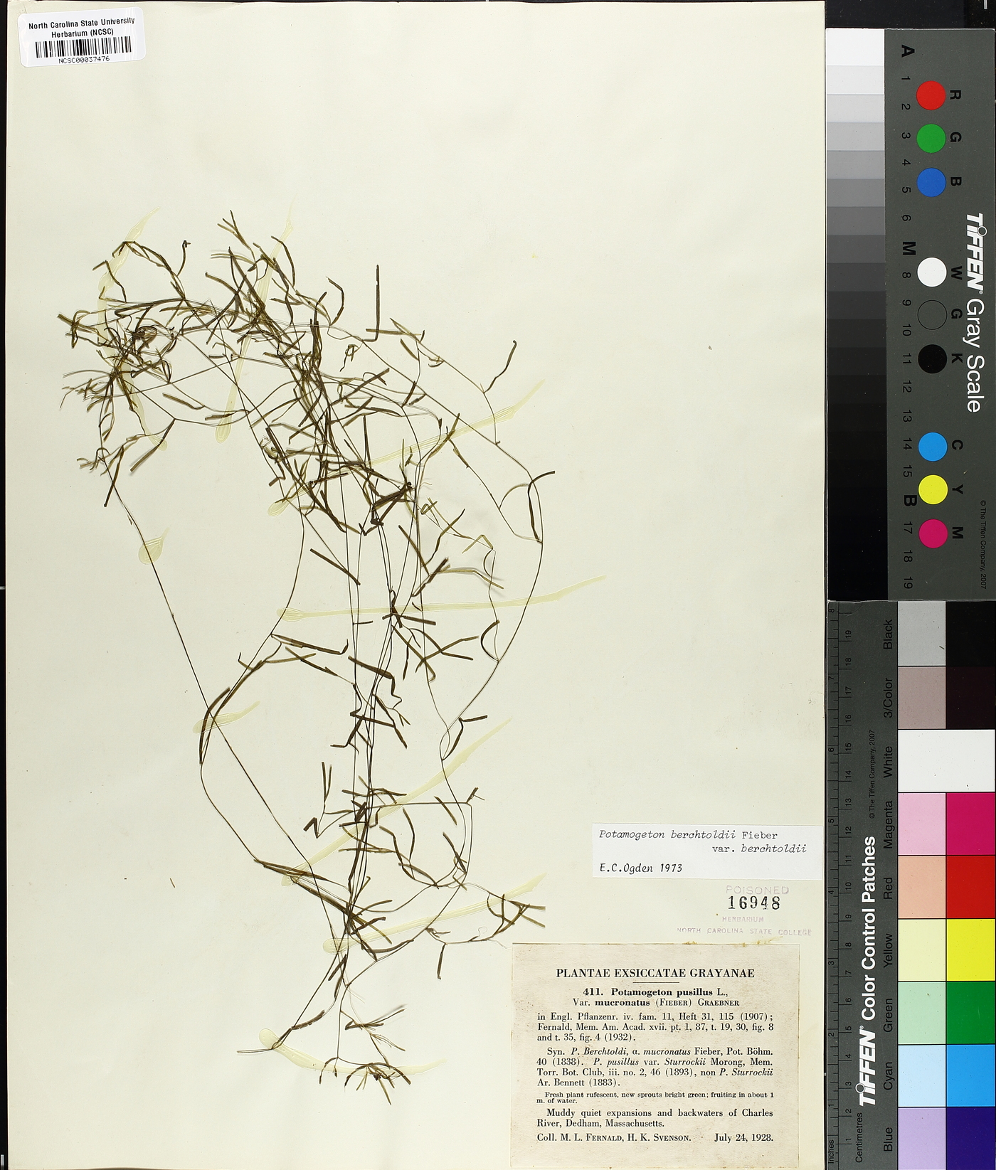 Potamogeton berchtoldii subsp. berchtoldii image