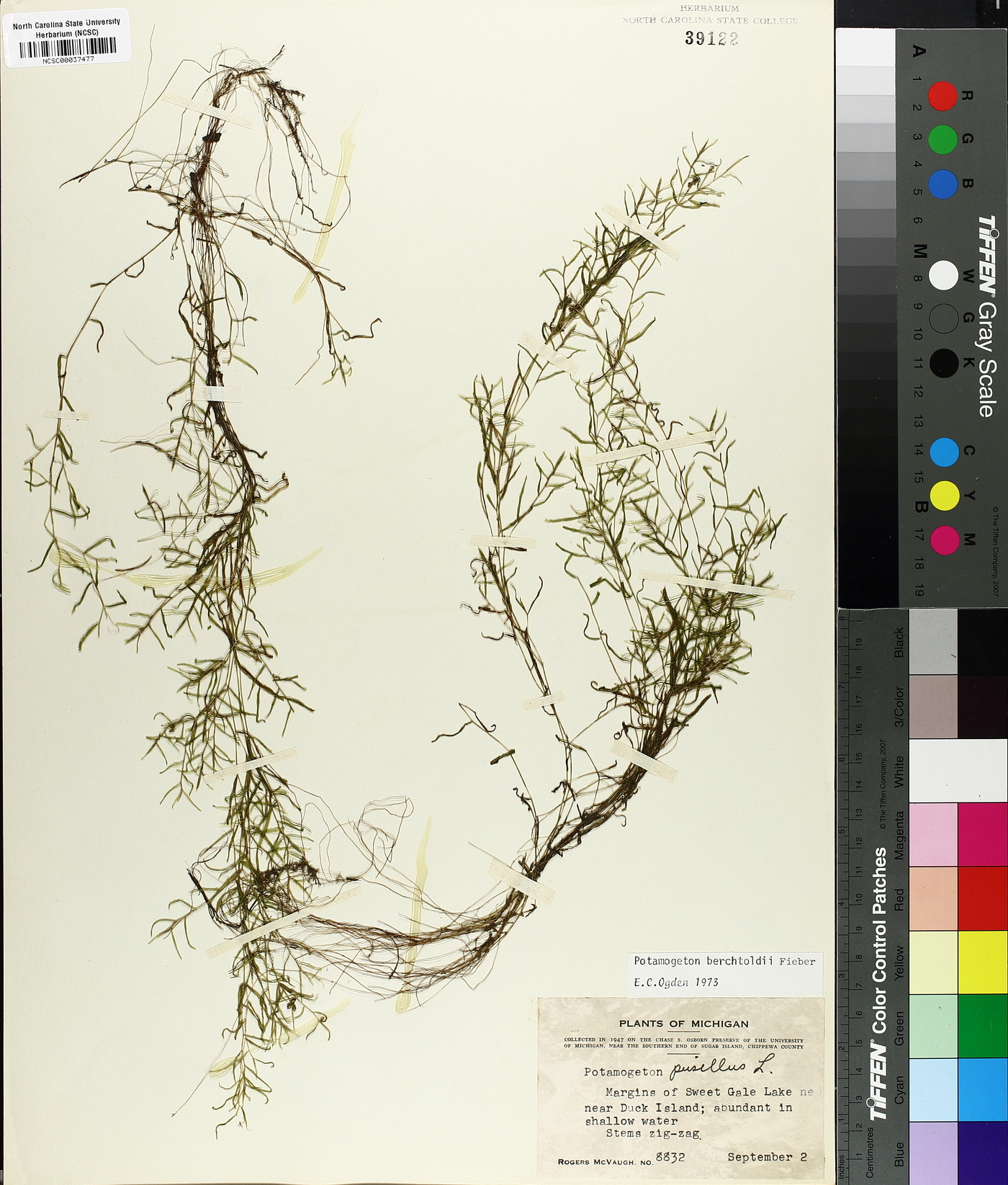 Potamogeton berchtoldii image
