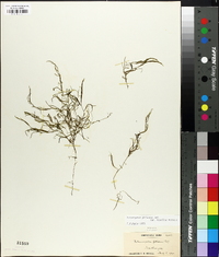 Potamogeton foliosus subsp. foliosus image