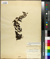 Potamogeton richardsonii image