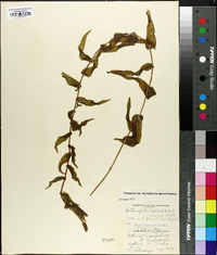 Potamogeton richardsonii image