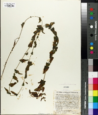 Potamogeton richardsonii image