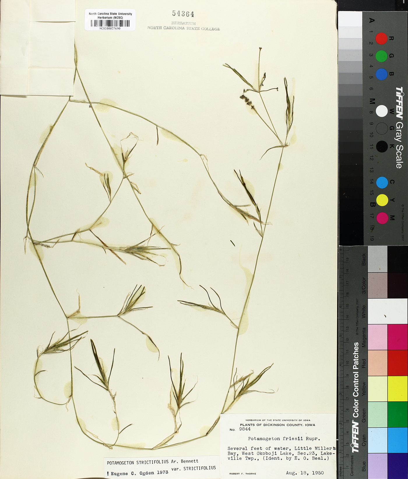 Potamogeton strictifolius image