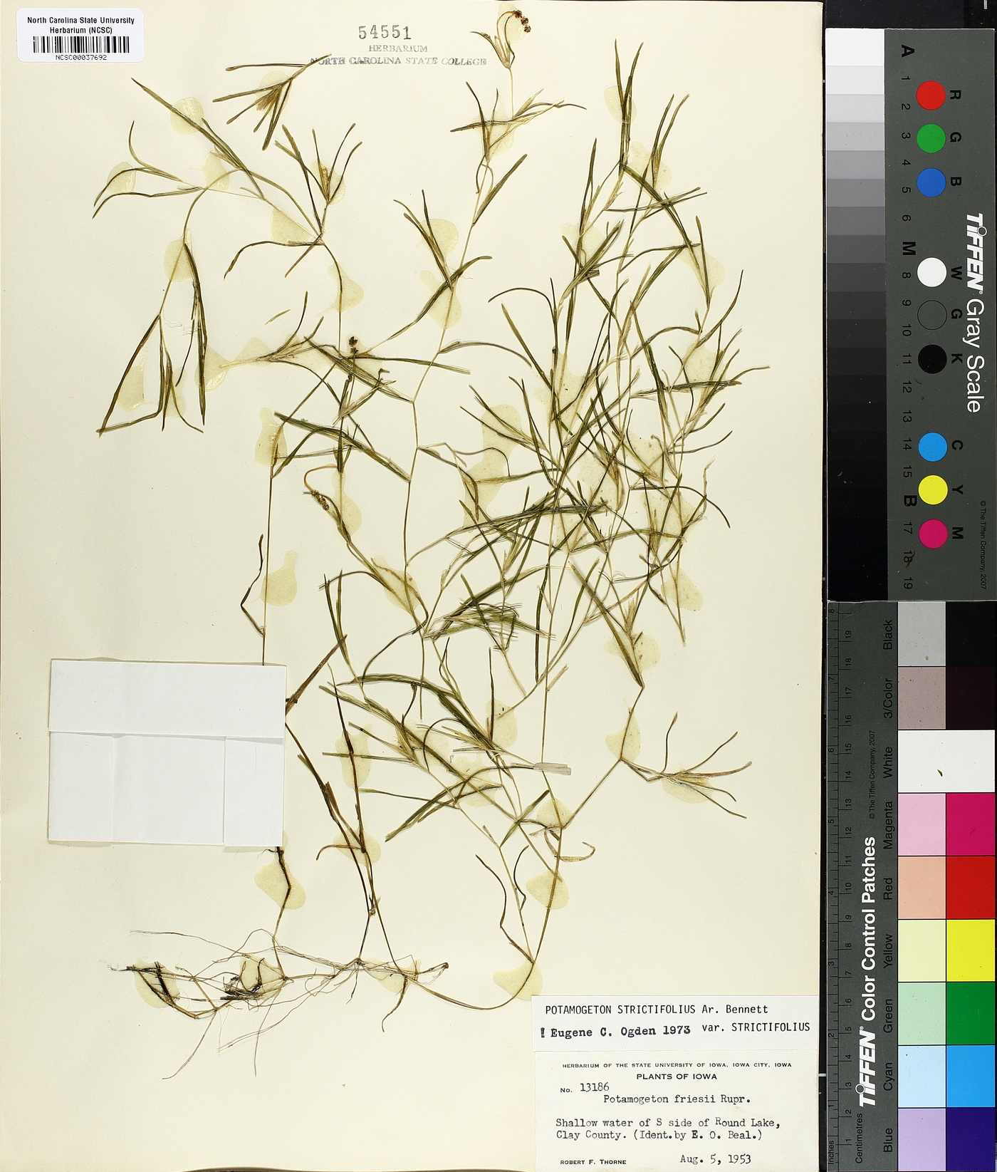 Potamogeton strictifolius image