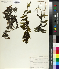 Potamogeton richardsonii image