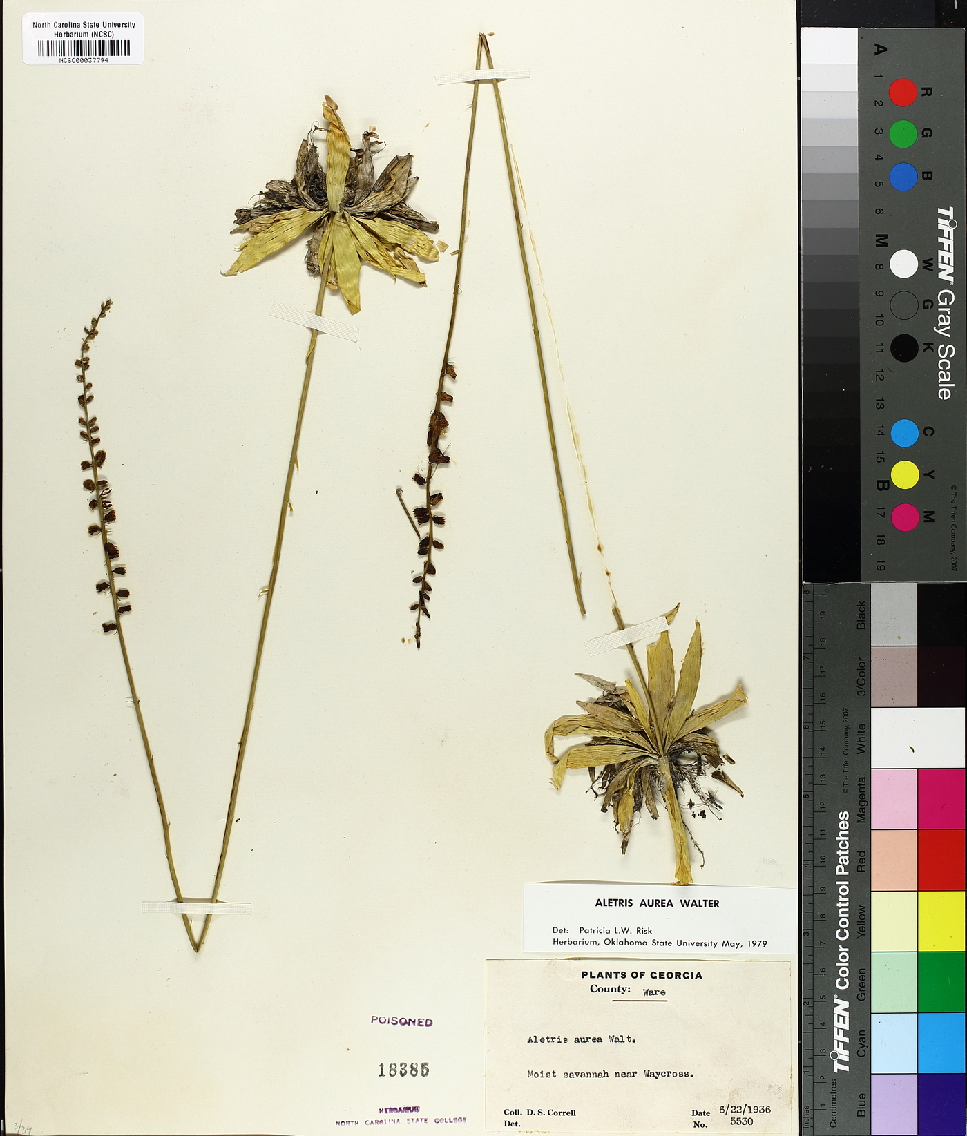 Aletris aurea image