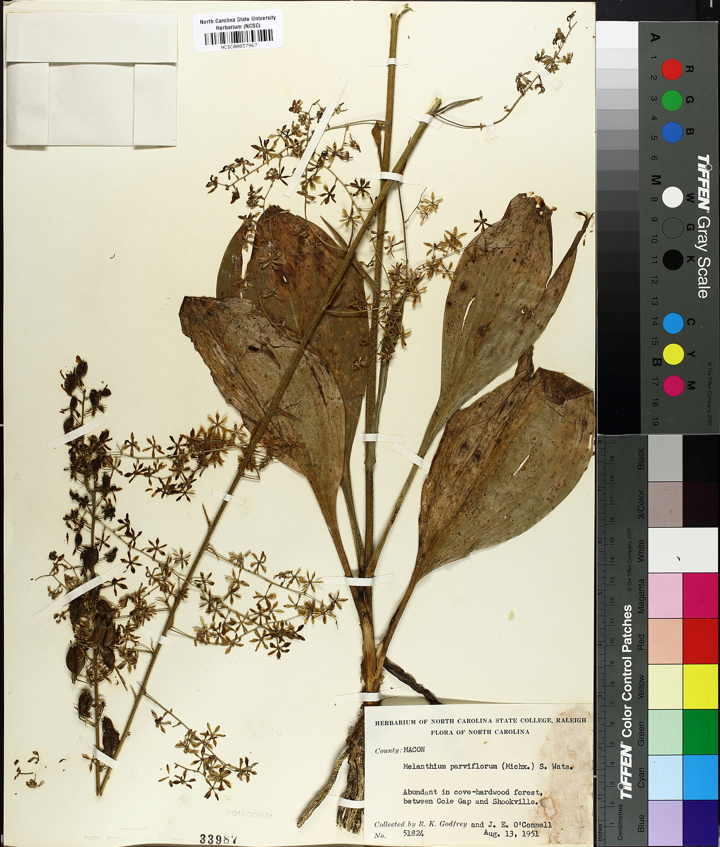 Veratrum parviflorum image