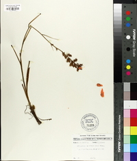 Stenanthium gramineum image