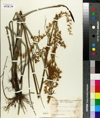 Stenanthium gramineum image