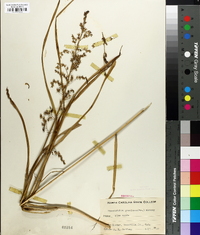 Stenanthium gramineum image