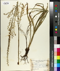 Stenanthium gramineum image