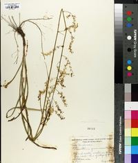 Stenanthium gramineum image