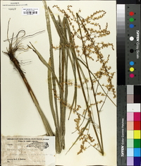 Stenanthium gramineum image