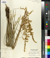 Stenanthium gramineum image