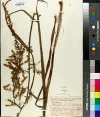 Stenanthium gramineum image