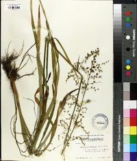 Stenanthium gramineum image