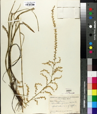 Stenanthium gramineum image