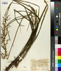 Stenanthium gramineum image