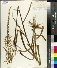 Stenanthium angustifolium image