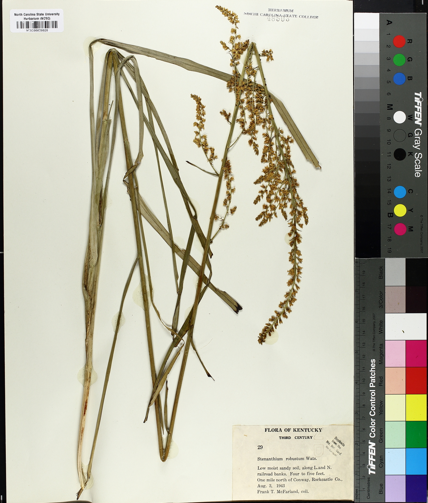Stenanthium robustum image
