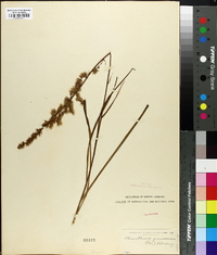 Stenanthium gramineum image