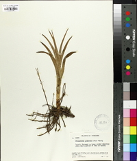 Stenanthium gramineum image