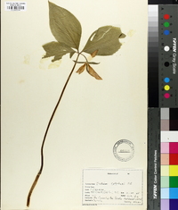 Trillium catesbaei image